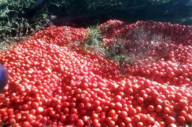 Productores correntinos tiran la producción de tomates porque no cubren los costos